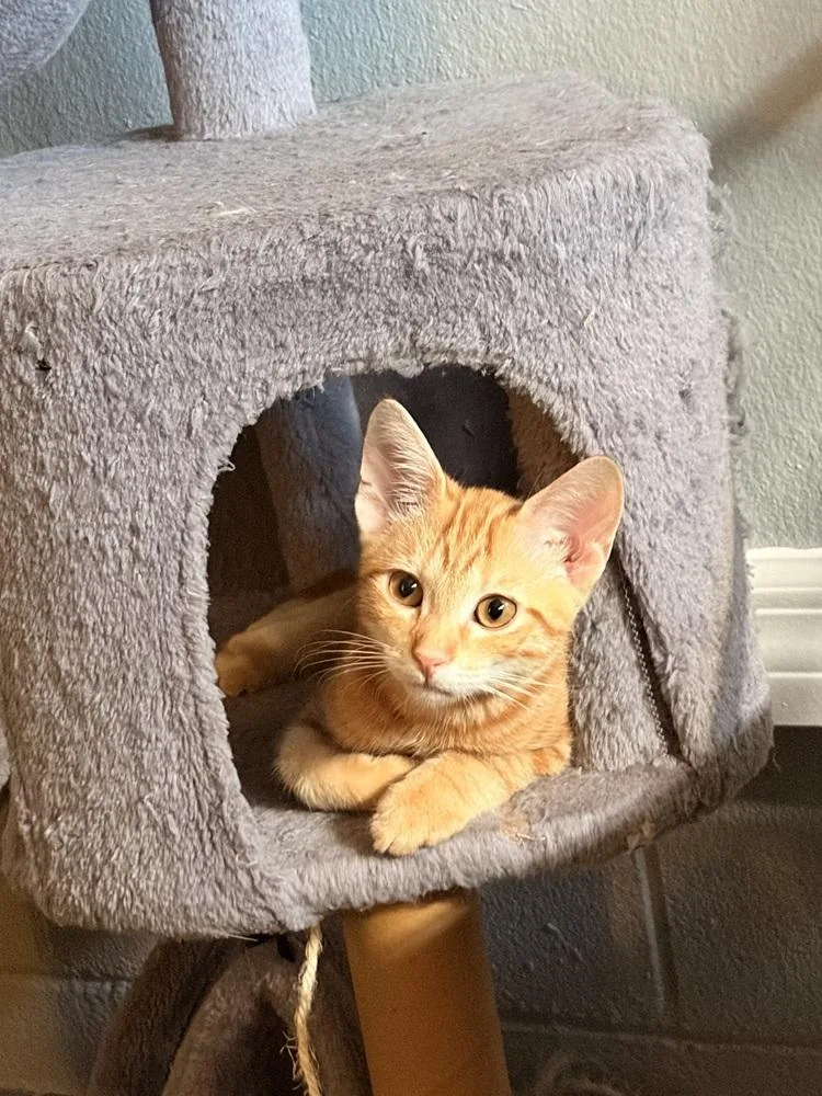 A young small-sized male Tabby (Orange / Red) Domestic Short Hair cat named Gonzo for adoption in Orlando, FL