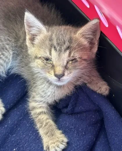 A baby medium-sized female Domestic Short Hair cat named Shiloh for adoption in West Memphis, AR