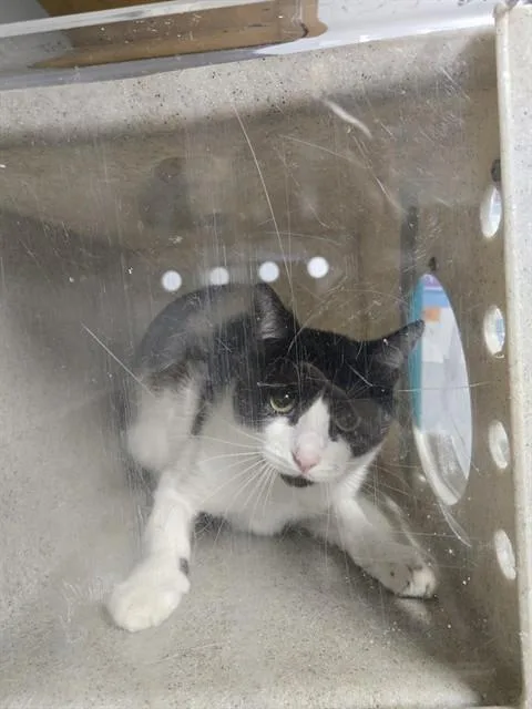 An adult large-sized male Domestic Short Hair cat named Dylan for adoption in Tallahassee, FL