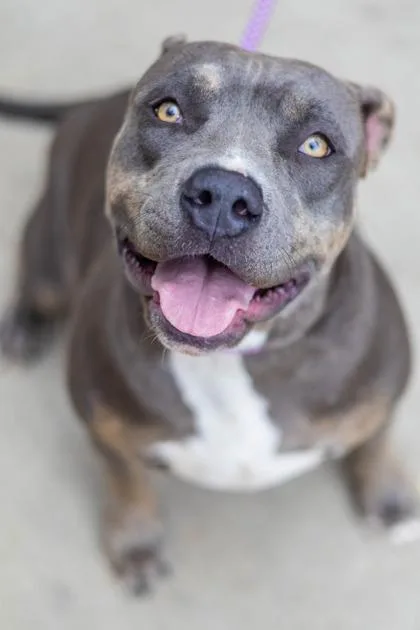 An adult large-sized female Mixed Breed dog named Athelle for adoption in Chamblee, GA