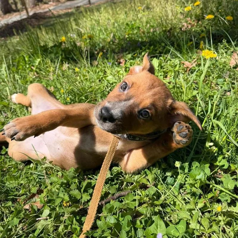 A baby small-sized male Brown / Chocolate Mixed Breed dog named Sully for adoption in Fredericksburg, VA