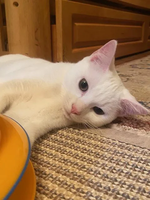 A young medium-sized female White Domestic Short Hair cat named Zsa Zsa for adoption in New York, NY