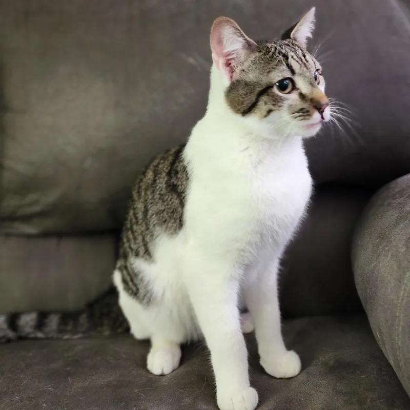 An adult small-sized male Domestic Short Hair cat named Dollar for adoption in Centerville, TN