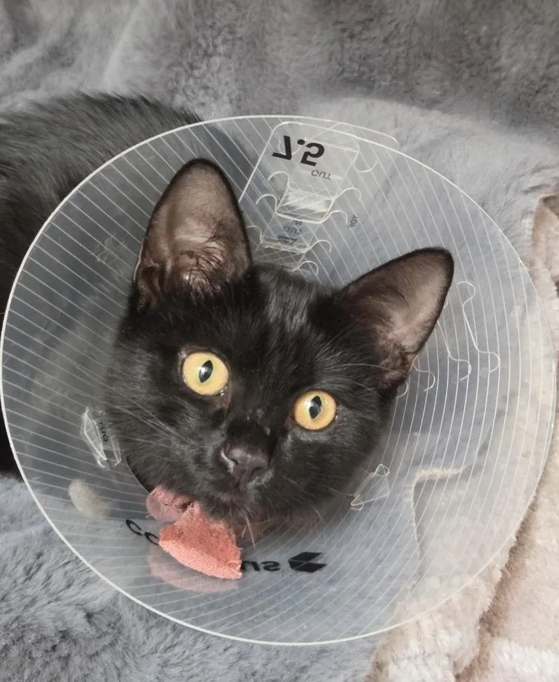 A young medium-sized female Black Domestic Short Hair cat named Bobby for adoption in Albuquerque, NM