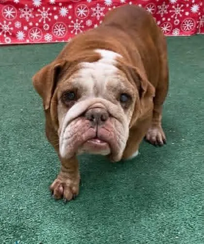 Jinglebells thumbnail 4