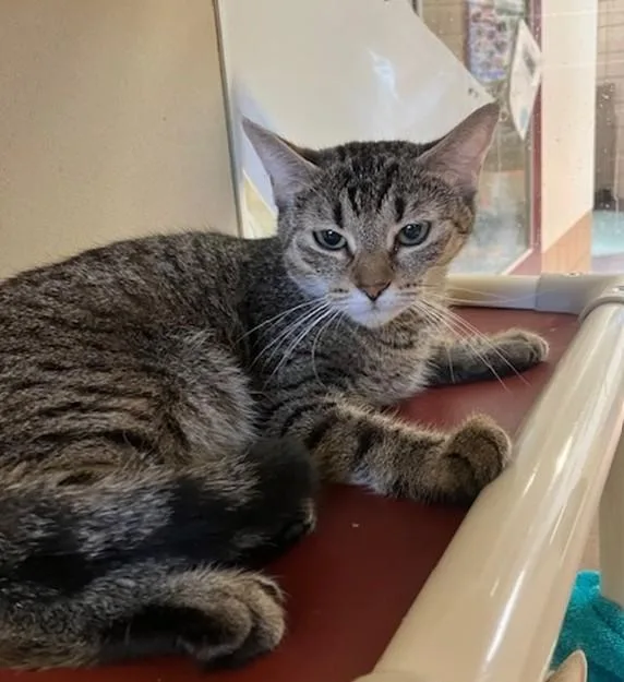 An adult medium-sized female Domestic Short Hair cat named Arlie for adoption in Springfield, MA