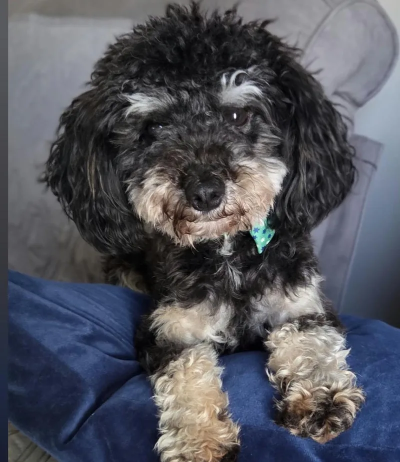A young small-sized male Miniature Poodle dog named Lincoln for adoption in Maineville, OH