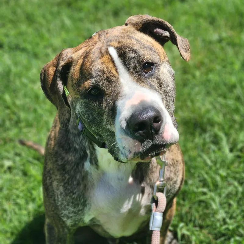 An adult large-sized male Brindle Mixed Breed dog named Mufasa for adoption in Fenton, MI