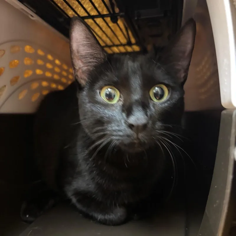 A young medium-sized female Black Domestic Short Hair cat named Vickie for adoption in Springfield, MA