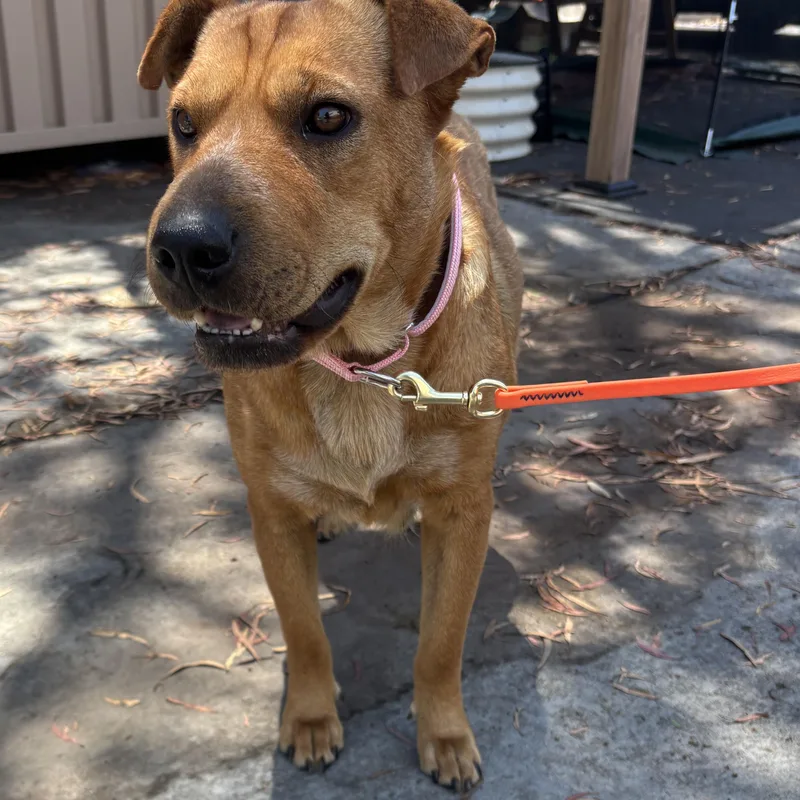 An adult medium-sized female Shar-Pei dog named Hazel for adoption in Rancho Santa Margarita, CA