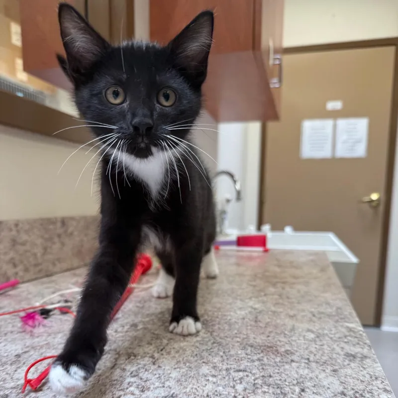 A baby small-sized male Black Domestic Short Hair cat named Stizzy for adoption in York, PA