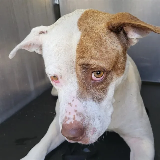 An adult medium-sized female American Staffordshire Terrier dog named Maxie for adoption in San Antonio, TX