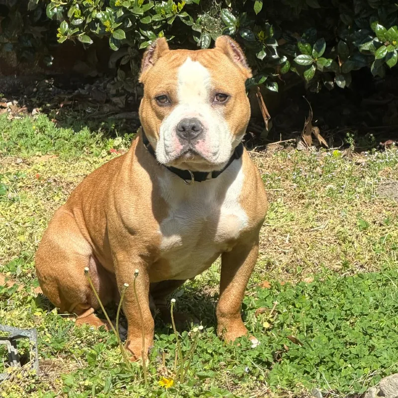 An adult medium-sized male Yellow / Tan / Blond / Fawn Mixed Breed dog named Borris for adoption in Bangall, NY