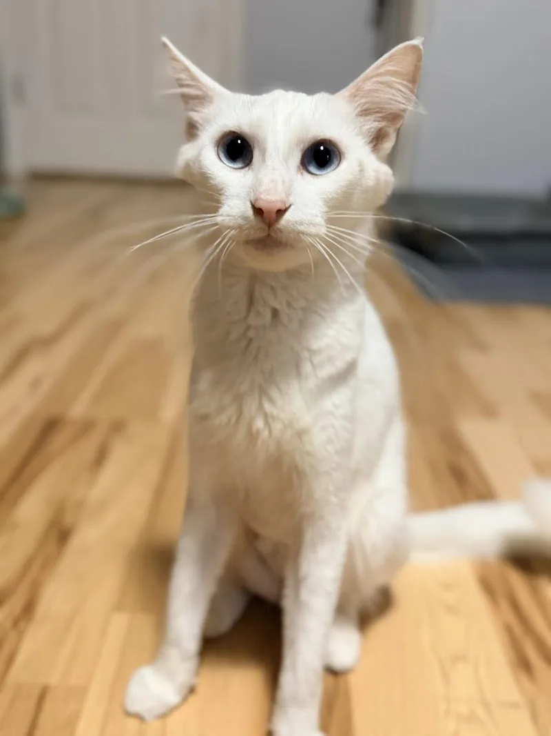 A young medium-sized female Domestic Short Hair cat named Mrs. Mary Cooper for adoption in Zimmerman, MN