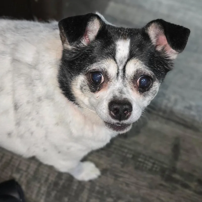 A senior small-sized female White / Cream Japanese Chin dog named Bella for adoption in Holton, KS