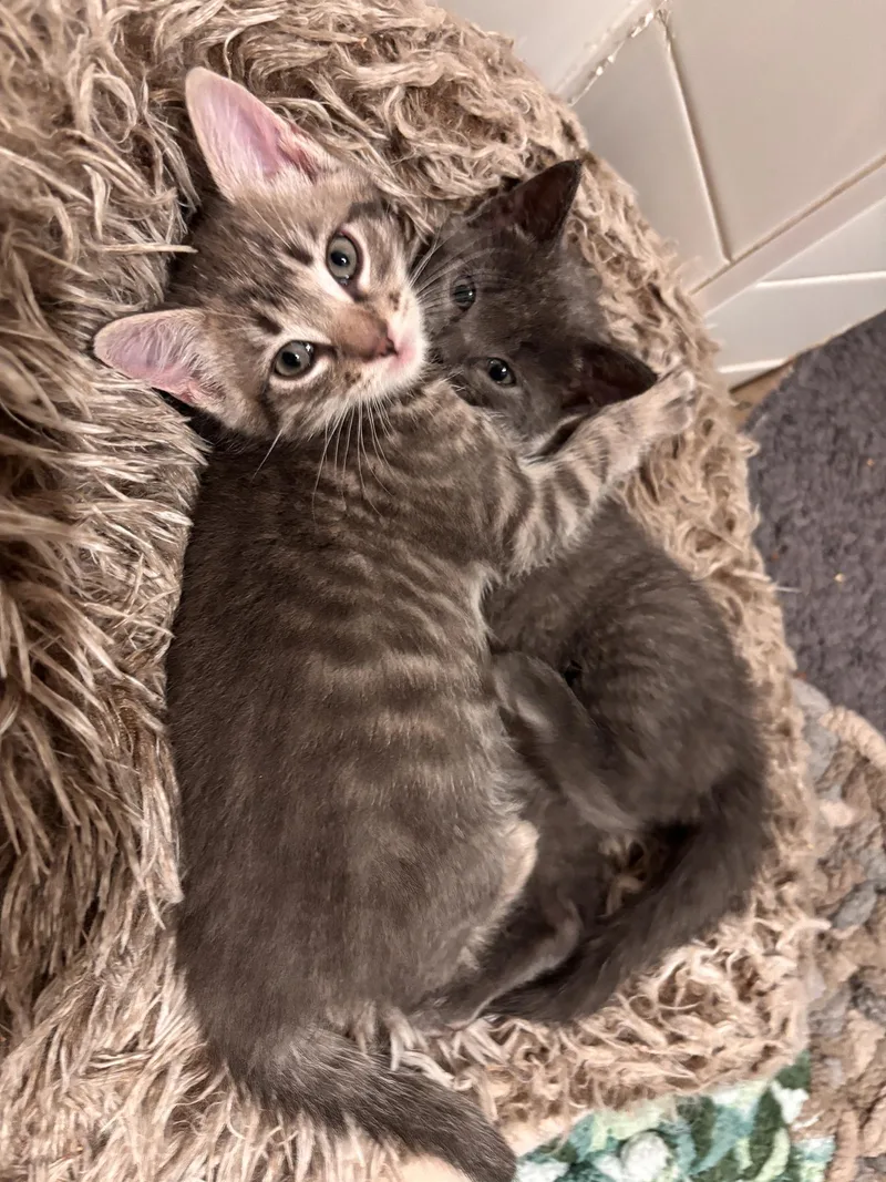 A baby medium-sized male Tabby (Brown / Chocolate) Domestic Short Hair cat named Louie Harley for adoption in Philadelphia, PA