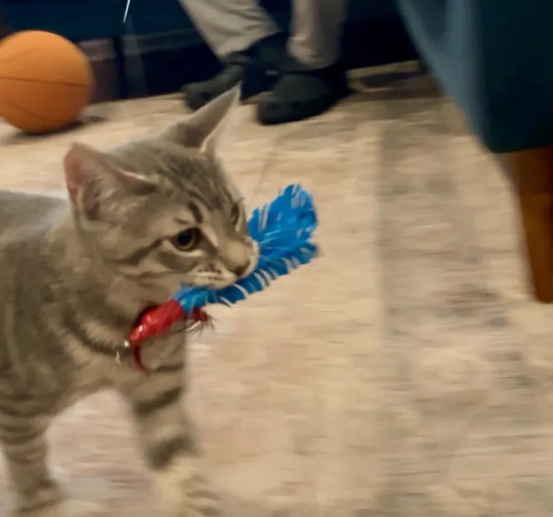 Louie Harley thumbnail 2