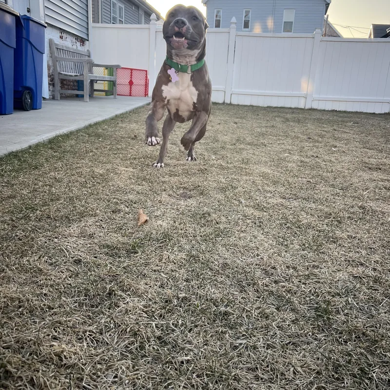 Tyson Dyson thumbnail 2