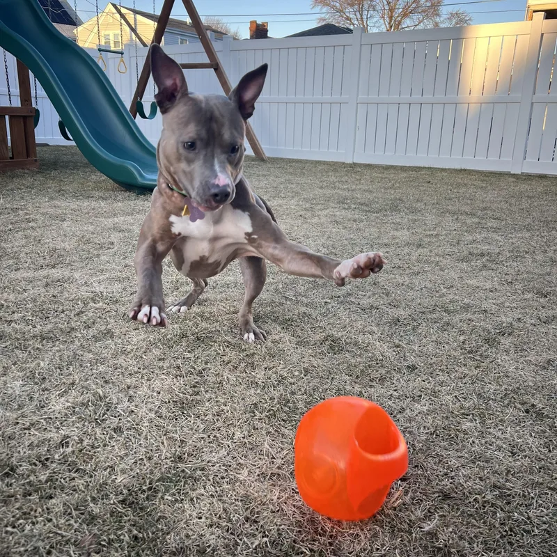 Tyson Dyson thumbnail 3