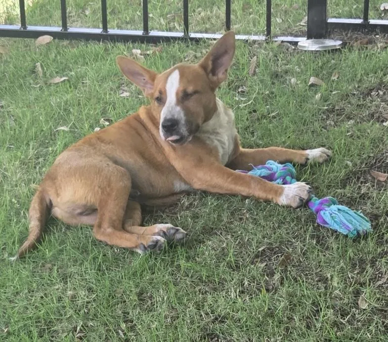 A baby large-sized male Boxer dog named Boomer for adoption in Dallas, TX