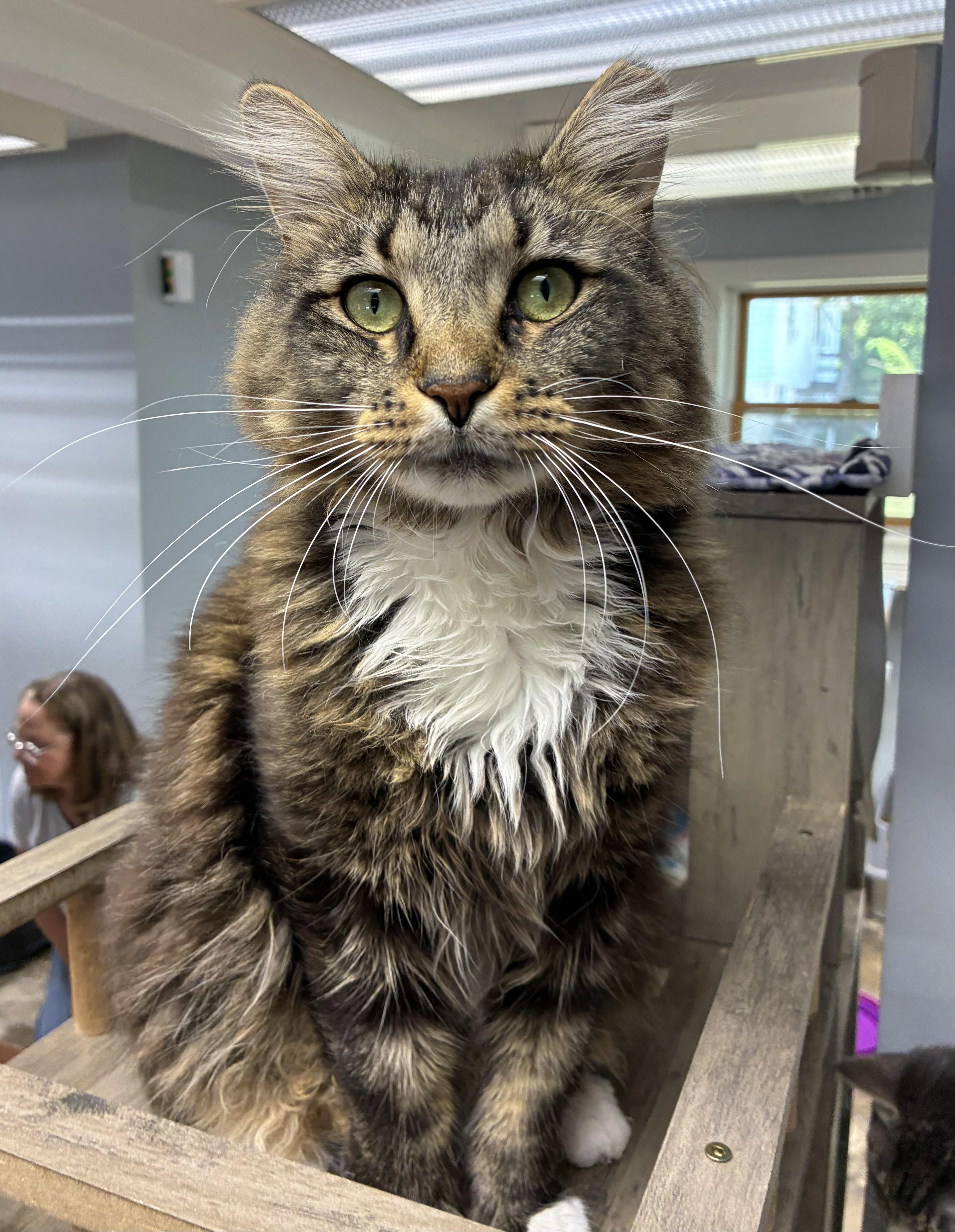 An adult large-sized male Tabby (Tiger Striped) Domestic Long Hair cat named Druid for adoption in Breinigsville, PA