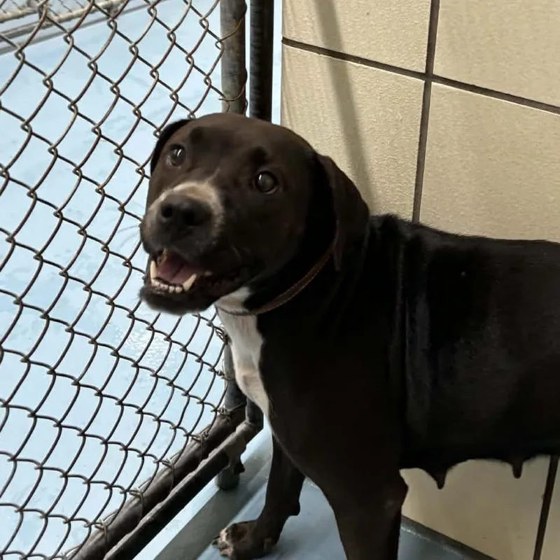 An adult medium-sized female Black Mixed Breed dog named Lily for adoption in Lufkin, TX