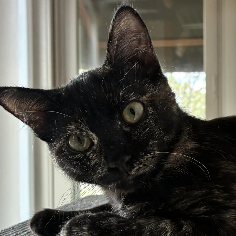 A young small-sized female Domestic Short Hair cat named Valencia for adoption in Santa Fe, NM