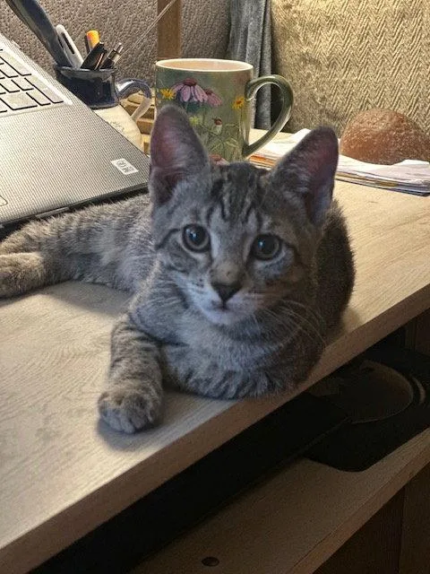 A young medium-sized male Domestic Short Hair cat named Birch for adoption in Ocean Pines, MD