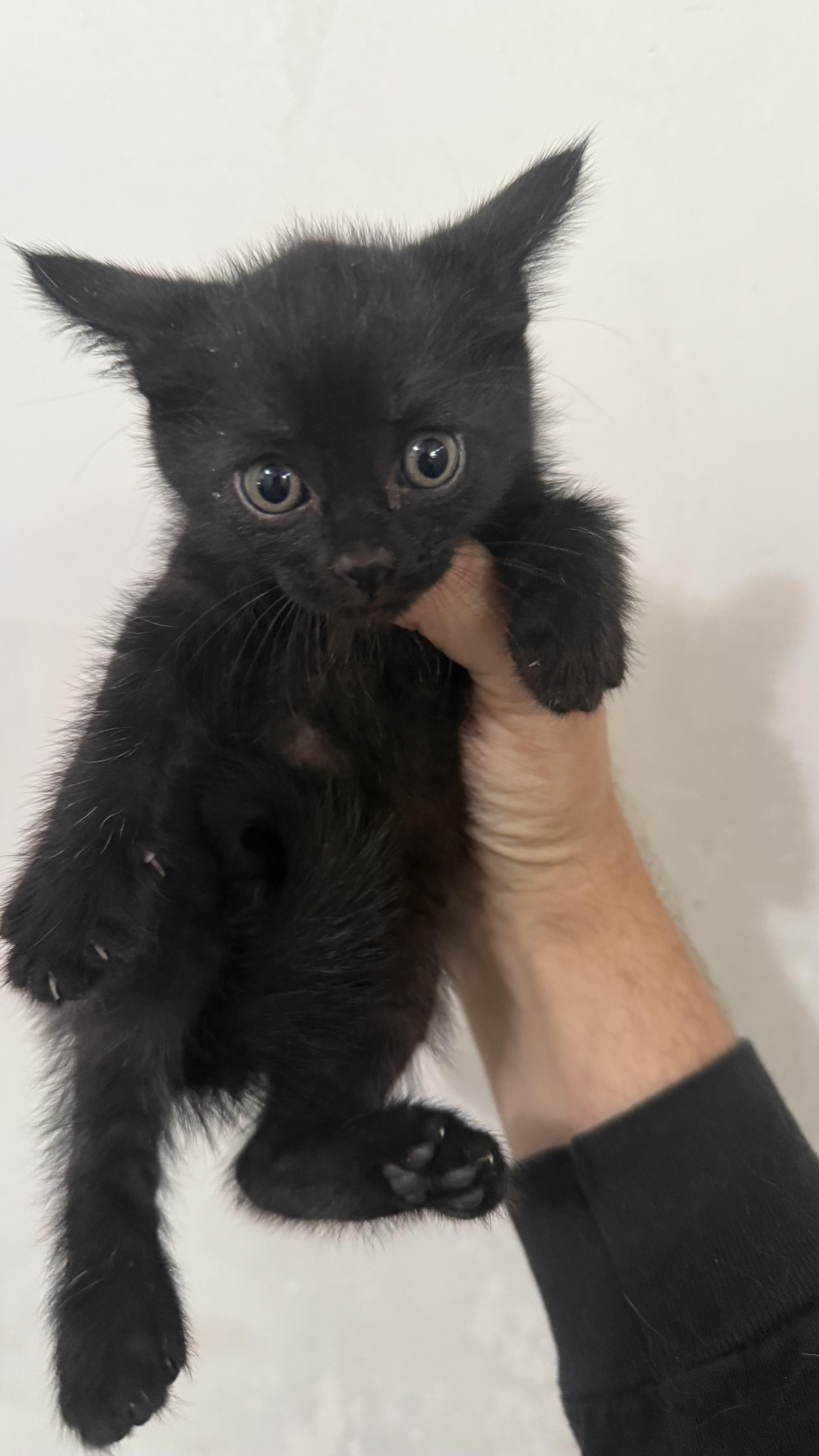A baby small-sized female Black Domestic Short Hair cat named Onyx for adoption in Sherman Oaks, CA