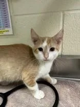 A young medium-sized male Buff & White Domestic Short Hair cat named Acapella for adoption in Manitowoc, WI