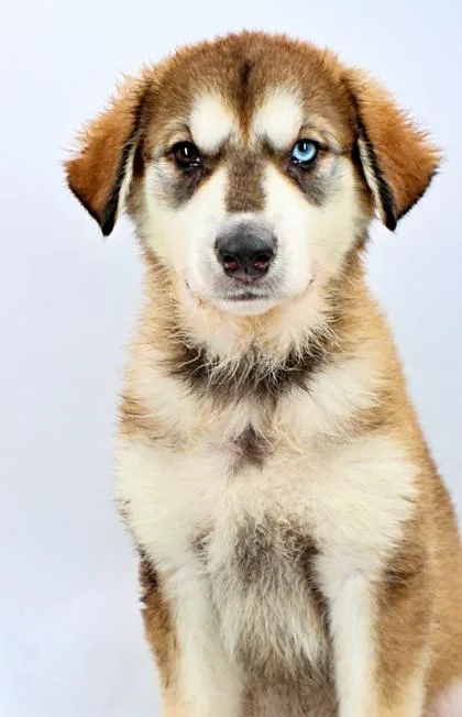 A baby large-sized female Siberian Husky dog named Olive for adoption in Morton Grove, IL