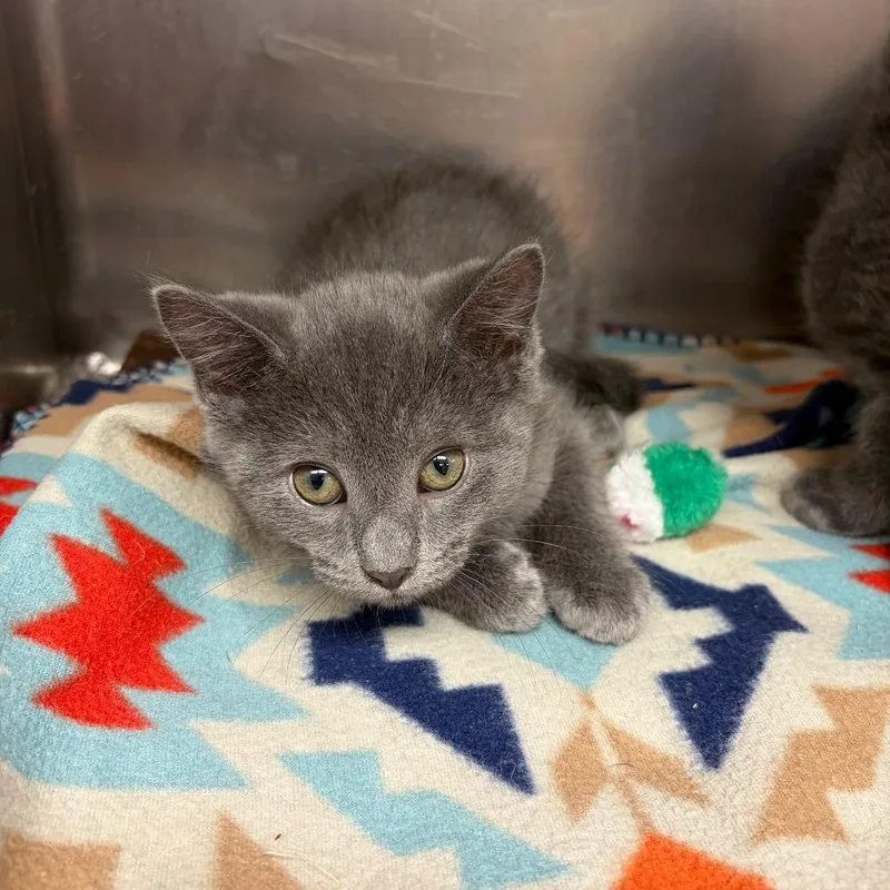 A baby small-sized male Gray / Blue / Silver Domestic Short Hair cat named Gary for adoption in Ashtabula, OH