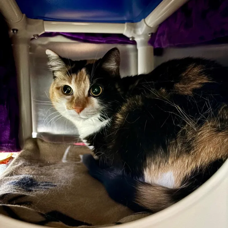 An adult medium-sized female Calico Domestic Short Hair cat named Gabby for adoption in Grand Rapids, MI