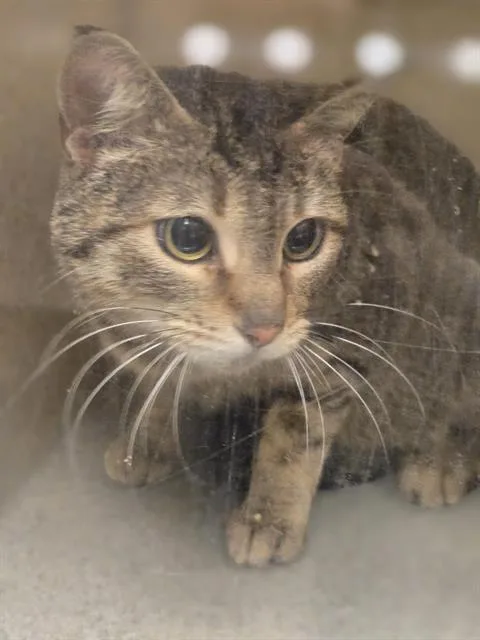 An adult medium-sized female Domestic Short Hair cat named Elle for adoption in Kent, WA