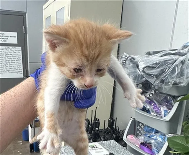 A baby medium-sized male Domestic Short Hair cat named Abasi for adoption in Dallas, TX
