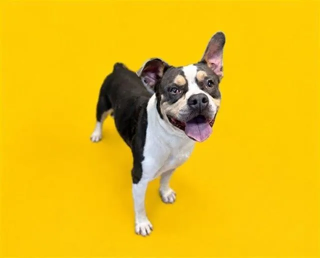 A young large-sized male American Bulldog dog named Goose for adoption in Miami, FL