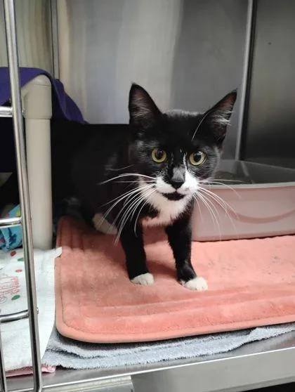 A young medium-sized female Domestic Short Hair cat named Latto for adoption in Hobart, IN