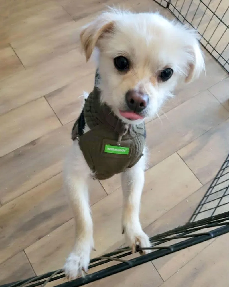 Little Ham thumbnail 2