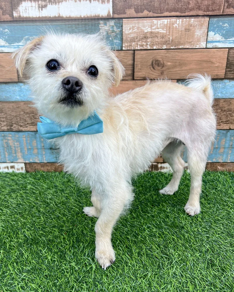 Little Ham thumbnail 3