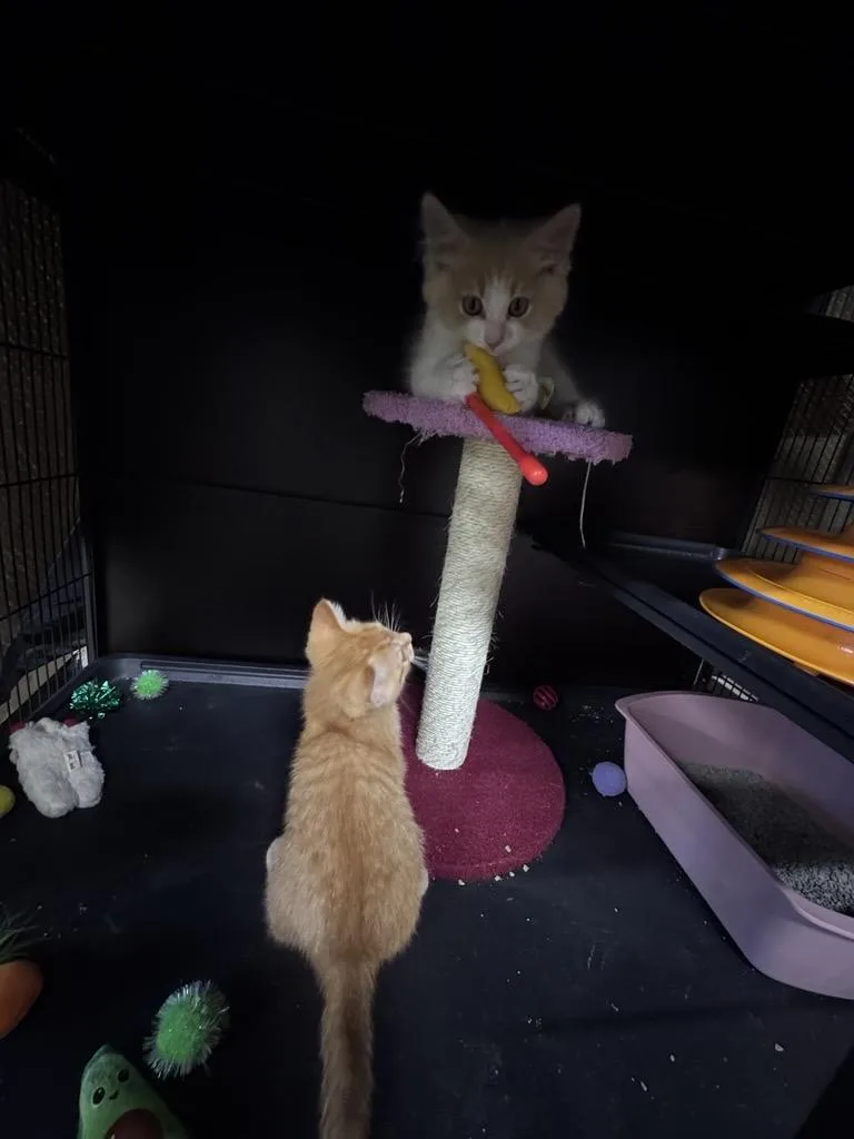 A baby medium-sized male Buff & White Domestic Long Hair cat named Rokee for adoption in Midland, MI