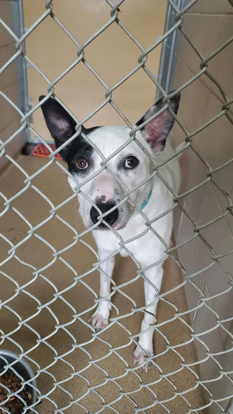 A young medium-sized male Cattle Dog dog named Walker for adoption in Zimmerman, MN