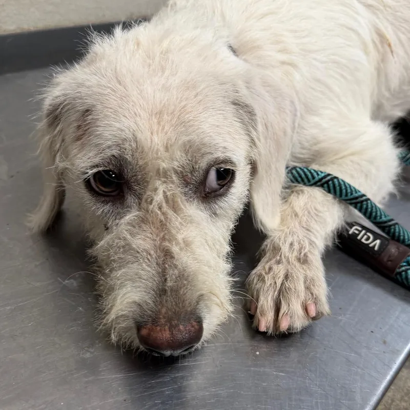 A baby medium-sized male Terrier dog named Falcon for adoption in Yuma, AZ