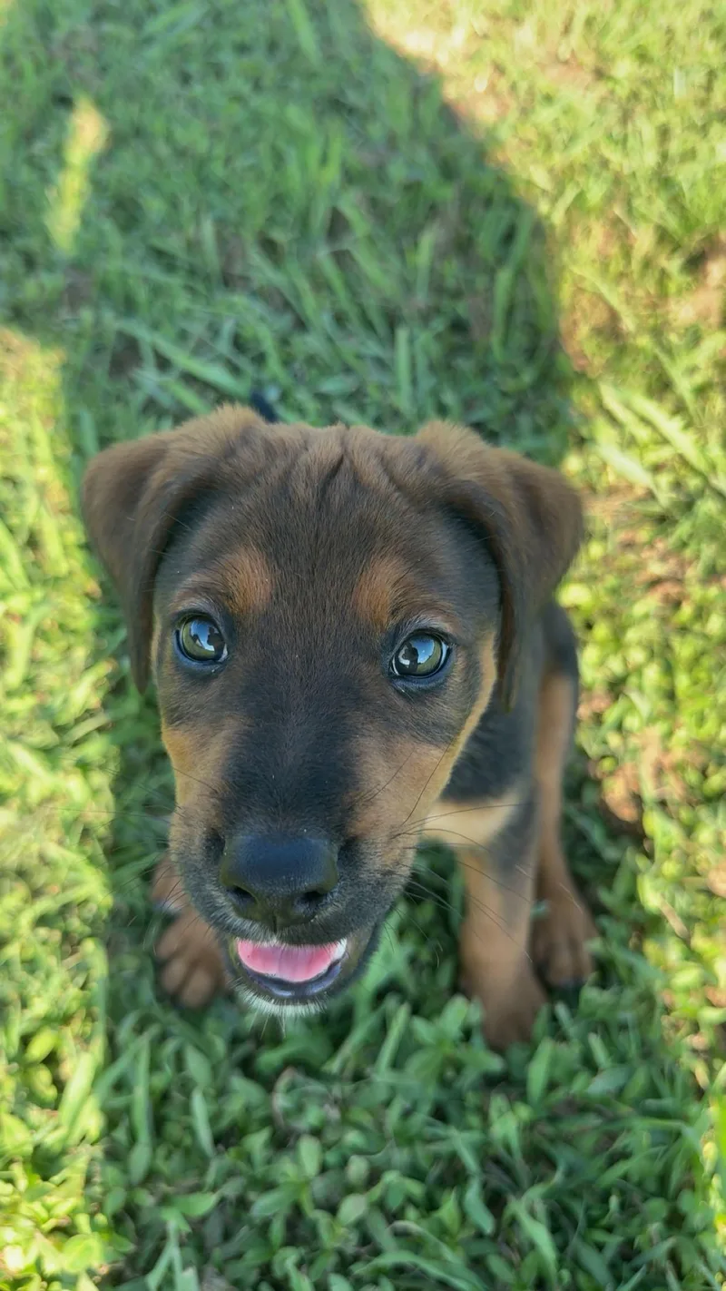 A baby medium-sized male Bicolor Hound dog named Rufus week puppy for adoption in Muldrow, OK