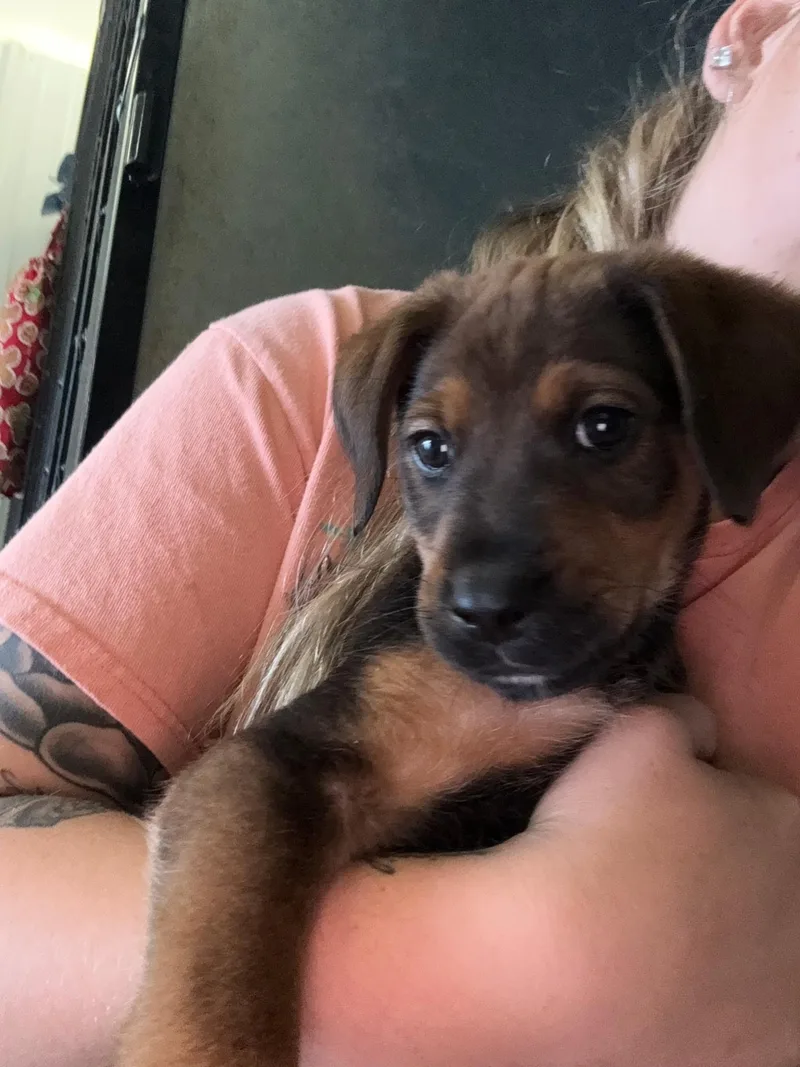 Rufus  week puppy thumbnail 2
