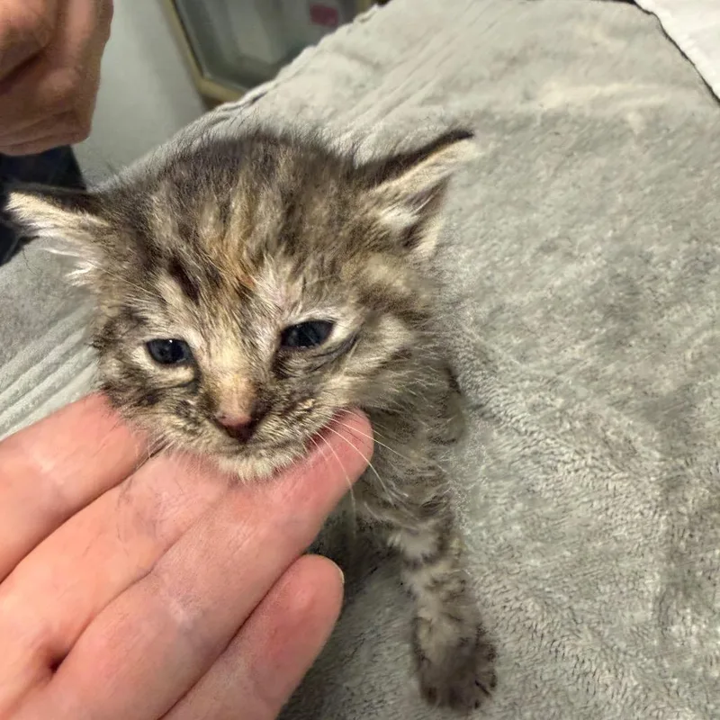 A baby small-sized female Black Domestic Short Hair cat named Fendi for adoption in Mount Shasta, CA