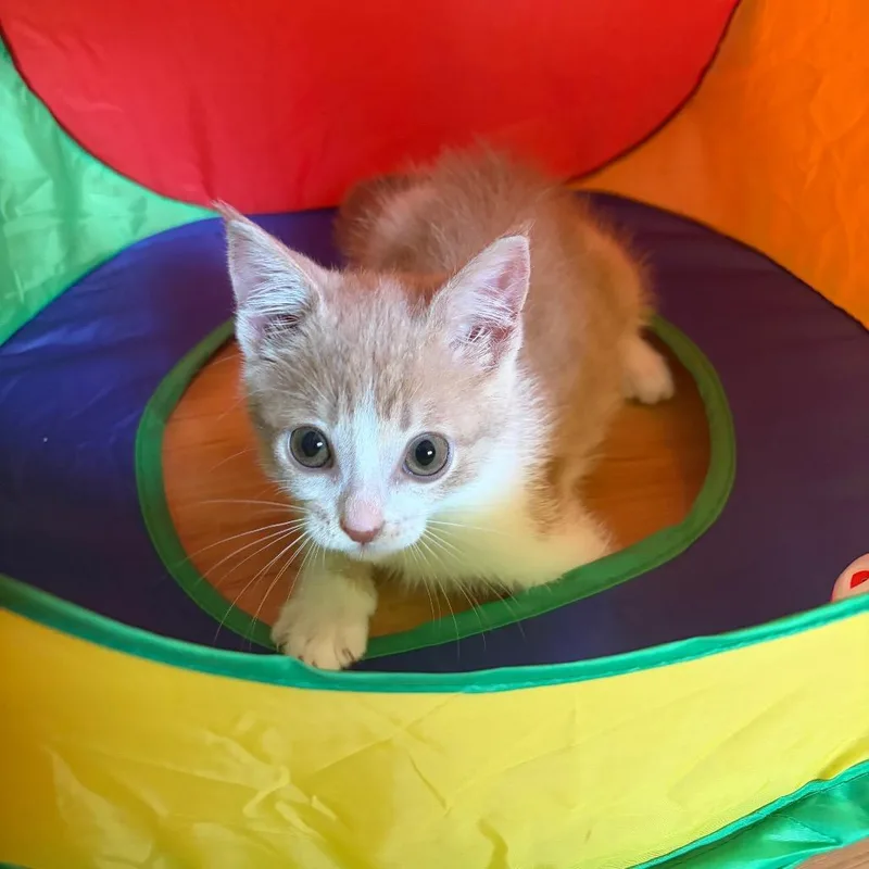 A baby small-sized male Buff / Tan / Fawn Domestic Short Hair cat named ObiWan for adoption in Monroe, MI