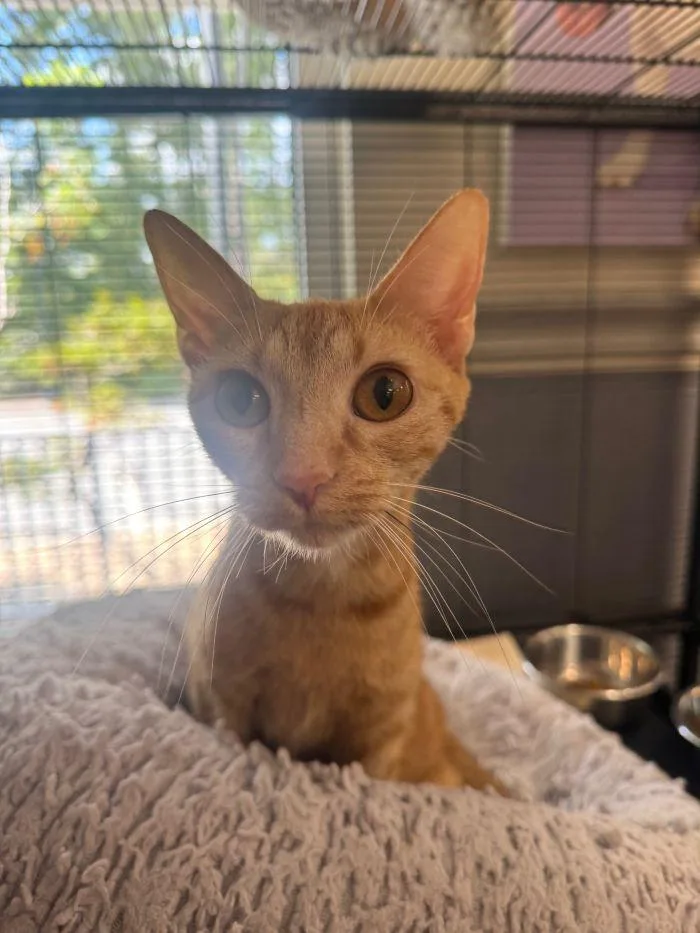 An adult small-sized female Orange / Red Domestic Short Hair cat named Jillian for adoption in Hilton Head Island, SC