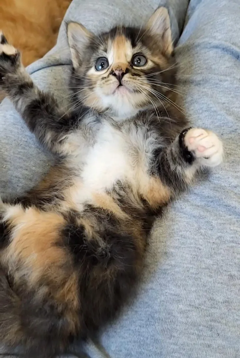 A baby small-sized female Domestic Medium Hair cat named Drusilla for adoption in Milwaukee, WI