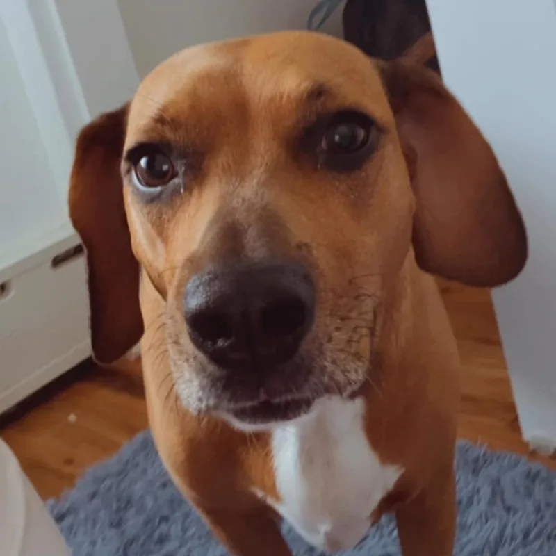 An adult medium-sized female Brown / Chocolate Mixed Breed dog named Kali for adoption in New York, NY