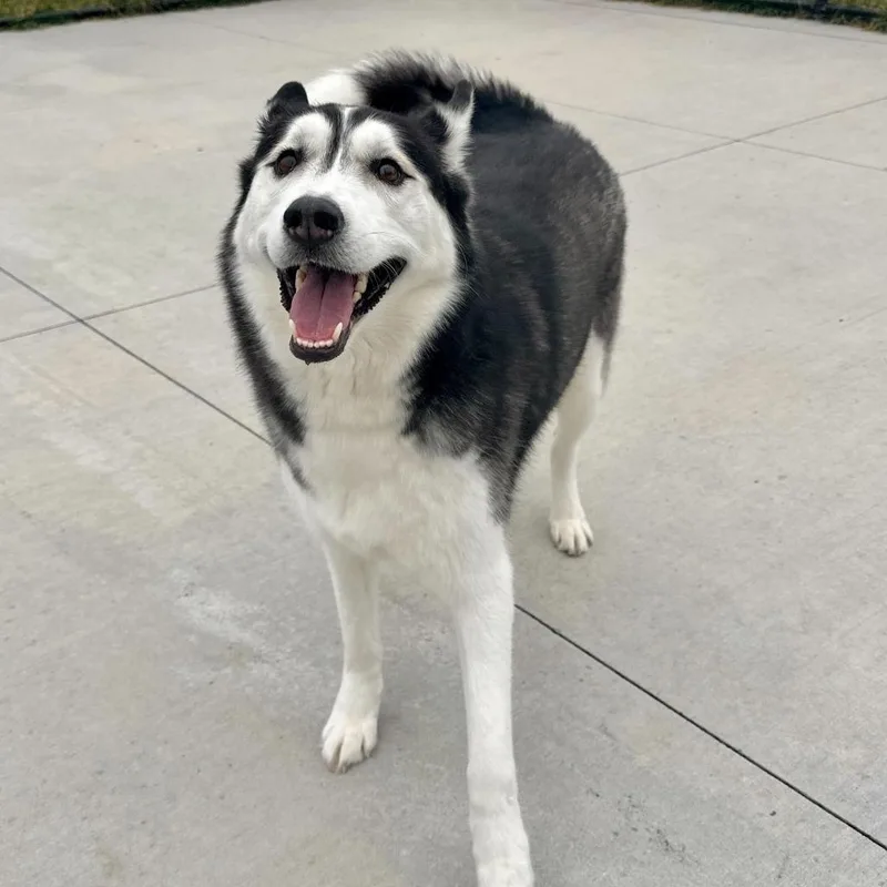 An adult large-sized female Black Siberian Husky dog named Persephone for adoption in Matteson, IL